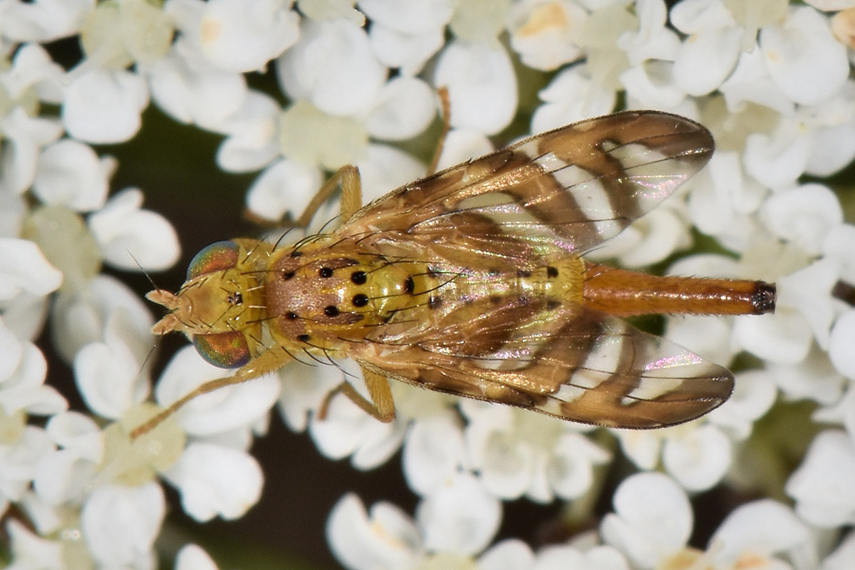 Tephritidae:  Chaetorellia jaceae?  S, femmina